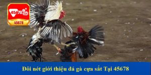 Đôi nét giới thiệu đá gà cựa sắt Tại 45678