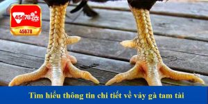 Tìm hiểu thông tin chi tiết về vảy gà tam tài