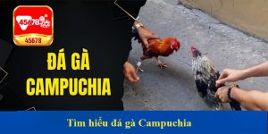 Tìm hiểu đá gà Campuchia