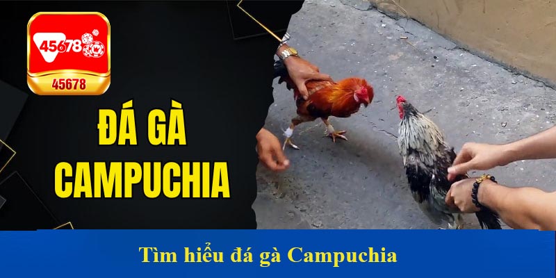 Tìm hiểu đá gà Campuchia