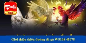 Giới thiệu thiên đường đá gà WS168 45678