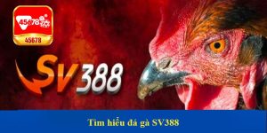 Tìm hiểu đá gà SV388