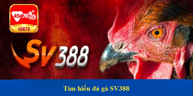 Tìm hiểu đá gà SV388
