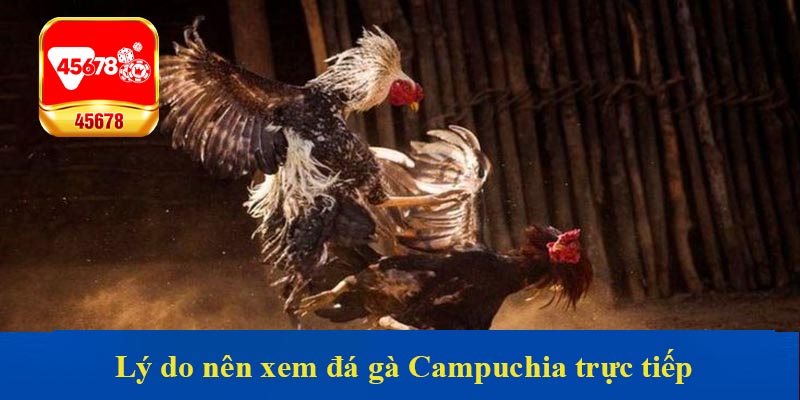 Lý do nên xem đá gà Campuchia trực tiếp