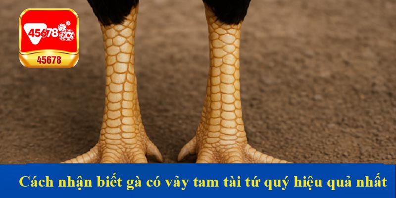 Cách nhận biết gà có vảy tam tài tứ quý hiệu quả nhất